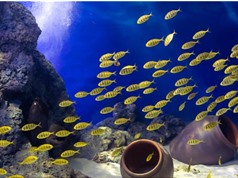 Ứng dụng công nghệ nuôi sinh vật biển ở quy mô lớn tại Bảo tàng Hải dương học